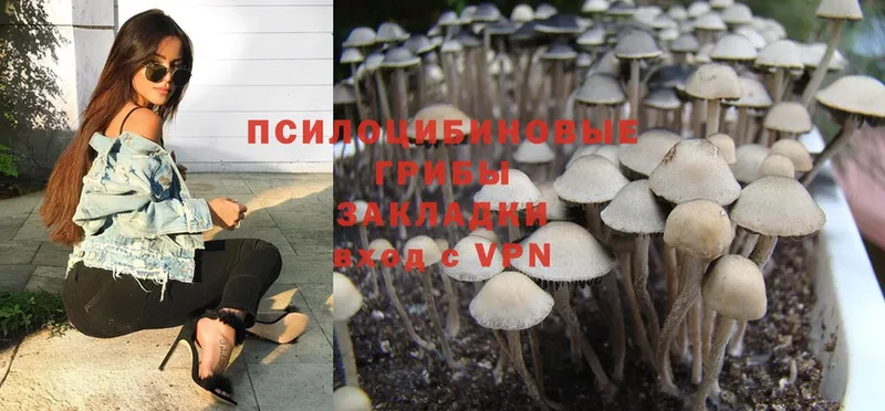 мега как войти  Заволжье  Галлюциногенные грибы Psilocybe  где продают наркотики 